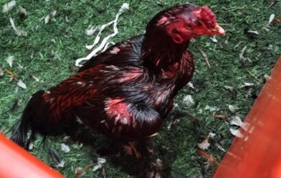 Brandsen: unos 111 gallos de riña fueron rescatados de un boliche y detuvieron a 27 personas Brandsen: unos 111 gallos de riña fueron rescatados de un boliche y detuvieron a 27 personas
