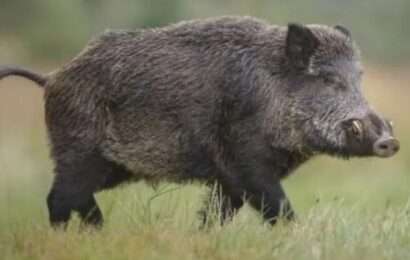 Jabalí europeo: avanza en el campo y se acerca a poblados bonaerenses