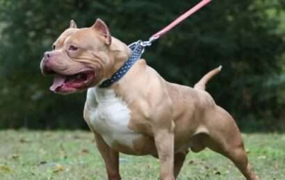 Malvinas Argentinas: un pitbull atacó y mató a una beba de cinco meses