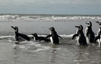 San Clemente: seis pingüinos hallados en redes de pesca y empetrolados volvieron al mar