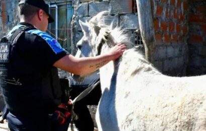 Pilar: desarticularon una banda dedicada al robo de caballos de polo y salto Pilar: desarticularon una banda dedicada al robo de caballos de polo y salto