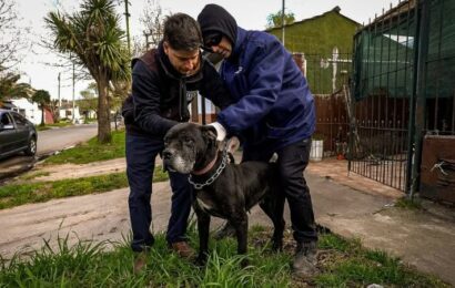 Mar del Plata: Zoonosis rescató tres perros con lesiones y en estado de maltrato