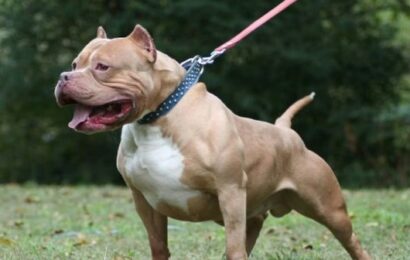Chivilcoy: un pitbull atacó salvajemente a una jubilada y a su perro salchichav